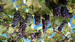 Nature grapes fruits fruit trees