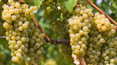 Nature grapes Italy south tyrol