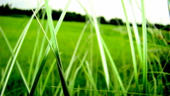 Nature grass