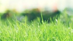 Nature grass