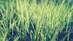 Nature grass