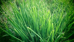 Nature grass
