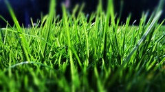 Nature grass