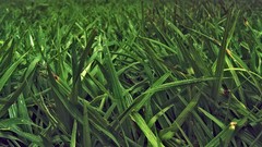 Nature grass