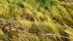 Nature grass