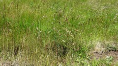 Nature grass