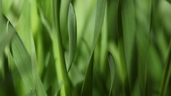Nature grass