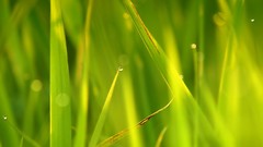 Nature grass abstract Earth digital art