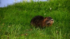 Nature grass Animals