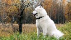 Nature grass Animals autumn Dogs husky forests Mammals