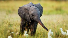 Nature grass Animals baby elephant egrets