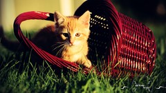 Nature grass Animals baskets