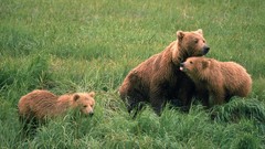Nature grass Animals Bears