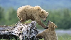 Nature grass Animals Bears playing white bear siblings