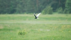 Nature grass Animals Birds