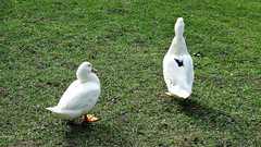Nature grass Animals Birds Ducks