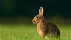 Nature grass Animals Bunnies