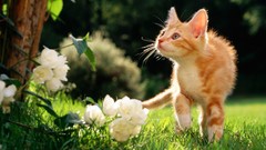 Nature grass Animals cats
