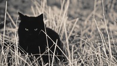 Nature grass Animals cats