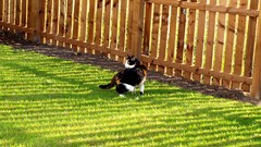 Nature grass Animals cats fences