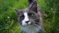 Nature grass Animals cats green eyes