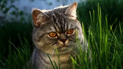 Nature grass Animals cats Kittens