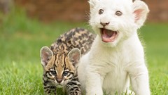 Nature grass Animals cats Kittens cubs