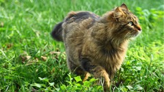 Nature grass Animals cats Tigers