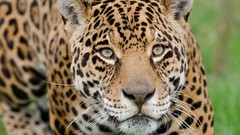 Nature grass Animals close-up jaguar Wild