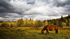 Nature grass Animals clouds Horses forests