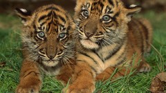 Nature grass Animals cubs Tigers baby animals