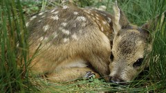 Nature grass Animals deer fawn Spotted baby animals