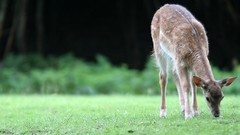 Nature grass Animals deer forests depth of field
