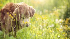 Nature grass Animals Dogs bokeh Wildflowers depth of field