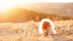 Nature grass Animals Dogs fields sunlight