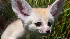 Nature grass Animals fennec fox