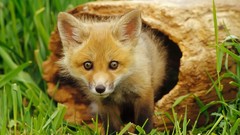Nature grass Animals foxes
