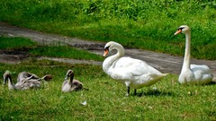 Nature grass Animals Green Birds Swans baby birds