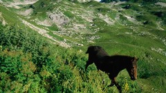 Nature grass Animals Green Horses moutain