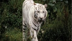 Nature grass Animals Green white tiger