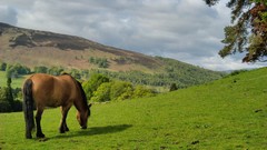 Nature grass Animals Horses
