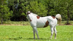 Nature grass Animals Horses