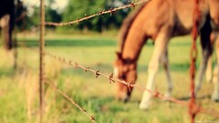 Nature grass Animals Horses barbed wire fields