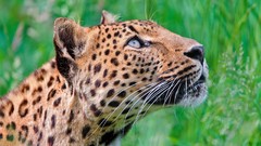 Nature grass Animals jaguar Leopards
