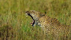 Nature grass Animals jaguar Wild