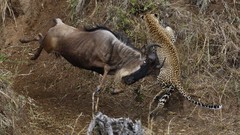 Nature grass Animals jaguar Wild hunting