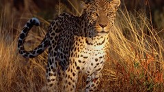 Nature grass Animals Leopards