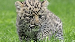 Nature grass Animals Leopards baby animals