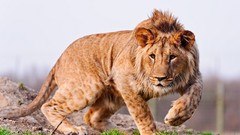 Nature grass Animals Lions Spotted paws Congolese Spotted Lion