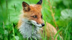 Nature grass Animals Mammals foxes